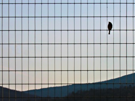 3411643416_cf3044a76e_o